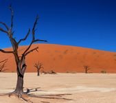 pic for Dead vlei 